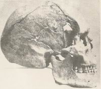 Cro-Magnon, Crane (1)